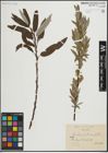 Foto von Salix lapponum L. x Salix viminalis L.